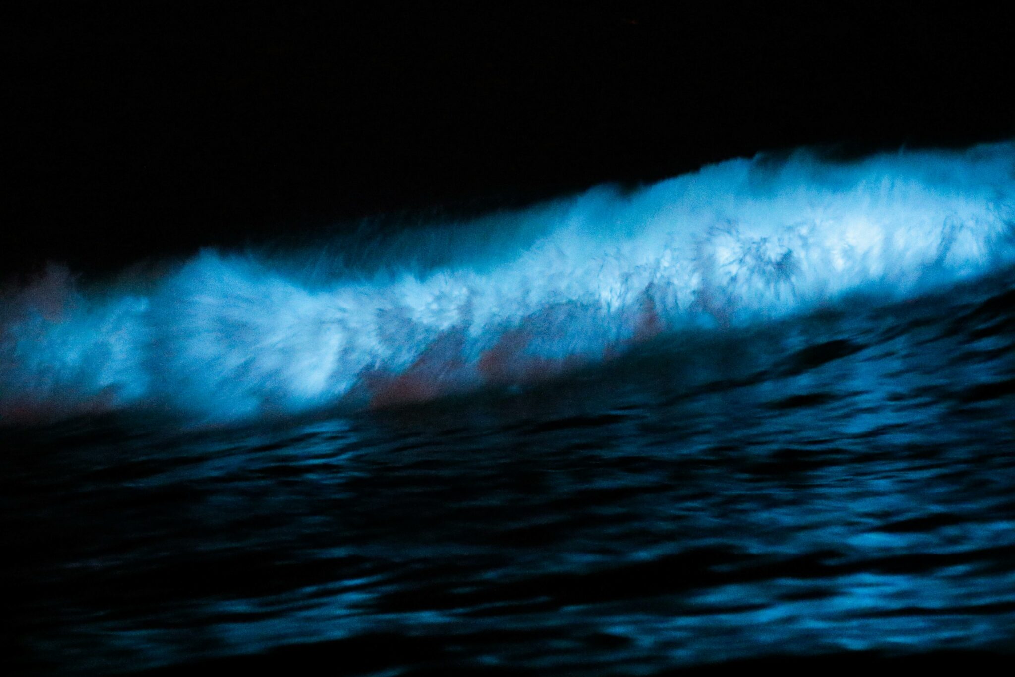 Cape Town locals in awe of Muizenberg bioluminescence Bona Magazine